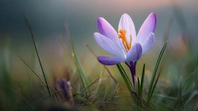 Потепління повертається на Львівщину: коли термометри покажуть +14