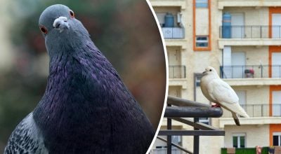 І на метр не підлетять: чим помити балкон, щоб відлякати голубів