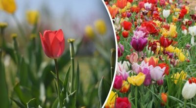 Чому тюльпани не цвітуть Чому тюльпани не цвітуть