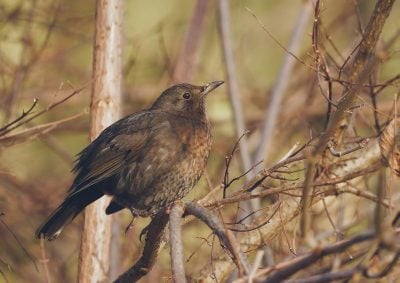 На Полтавщині температура різко впаде нижче 0°C: синоптики сказали коли