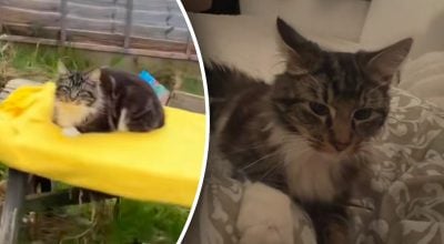 Жінка почула дивні звуки у сусідньому дворі