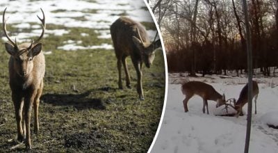 Вулична камера випадково зафіксувала унікальний ритуал оленів: що вони робили