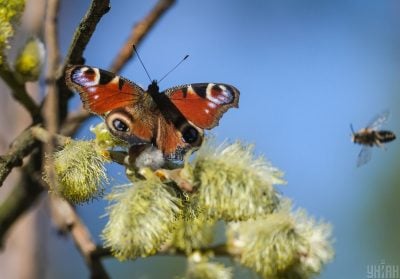 погода погода