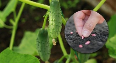 Лише один секрет збереже урожай: коли сіяти огірки у відкритий ґрунт