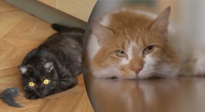 Як подовжити тривалість життя кішки: найпростіший спосіб, який ігнорують власники