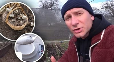 Большинство делают "на глаз": без чего подкормка чеснока не даст результата