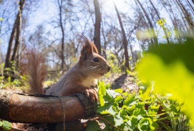 'Плюс' буде навіть вночі: коли на Тернопільщині відчутно потеплішає