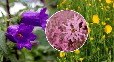 Что посадить в тени: шесть полевых цветов, которые растут без ухода