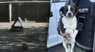 Співробітники притулку знайшли покинуту собаку