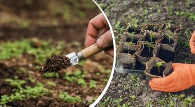 Посівний календар на квітень 2026: які дні допоможуть виростити рекордний урожай