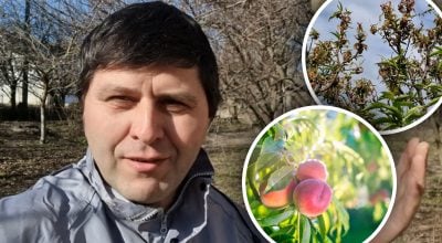 Не залишить шансів курчавості: експерт розкрив дієву схему захисту персика