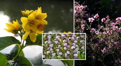 Садівники шкодують про це: названо квіти, які краще не садити в саду