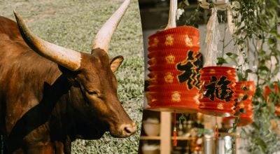 Китайський гороскоп на завтра, 26 березня: Бикам — стрес, Кроликам — розставання