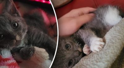 Кошеня відкинули через "непривабливу" зовнішність, але потім саме його обрали й полюбили