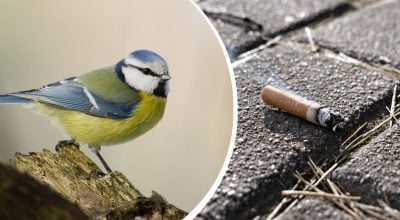 Навіщо синиці збирають сигаретні недопалки: несподіване пояснення вчених шокує
