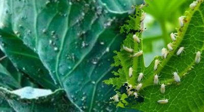 Як боротися з білокрилкою?