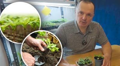 Розсада в’яне після пересадки: три головні умови успішного пікірування