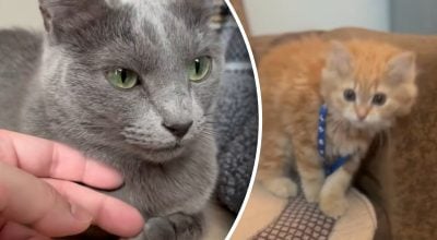 Які п'ять речей руйнують довіру кота: багато власників роблять їх щодня