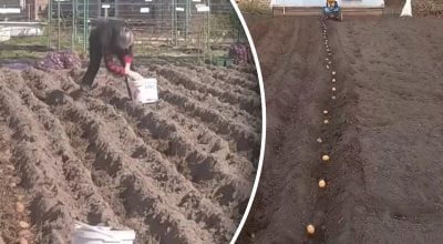 Когда сажать картошку в апреле 2026: точные даты по регионам