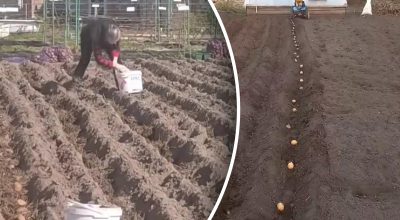 Коли садити картоплю у квітні 2026 року