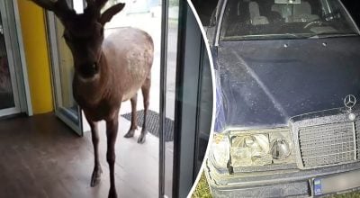 "В тяжелом состоянии": олень Борис выжил после аварии, как он выглядит сейчас