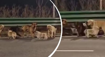 Собаки втекли від викрадачів і подолали 17 кілометрів - зворушлива історія Собаки втекли від викрадачів і подолали 17 кілометрів - зворушлива історія