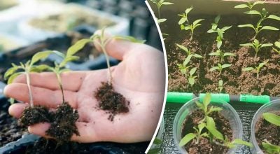 Чому гине розсада: що категорично не можна робити