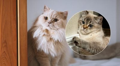 Як зрозуміти, що кіт справді щасливий: 8 ознак, що ви для нього найближча людина