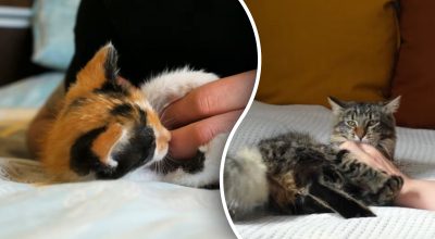Чому кіт раптово здригається від дотику — пояснення здивує