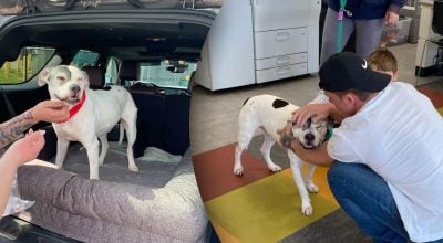 Собака зникла на 11 років і повернулася: правда вразила родину