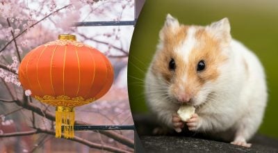 Китайський гороскоп на завтра