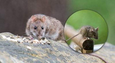 Стане магнітом для всіх гризунів: що не варто ставити у саду навесні Стане магнітом для всіх гризунів: що не варто ставити у саду навесні