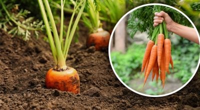 Больше никаких "рогатых" корнеплодов: что добавить в лунку при посеве моркови