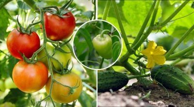 Урожай до ноября: как приготовить простую подкормку для огурцов, томатов и перца