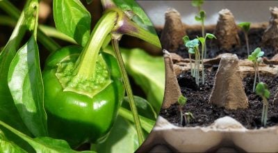 Рассада взойдет за сутки: простой способ вырастить крепкий перец