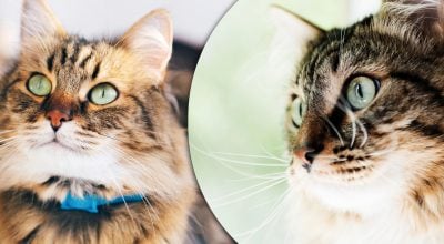 Коти відповідають нявканням не просто так: експерти пояснили, що це означає насправді