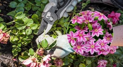 Які рослини обов’язково потрібно обрізати в квітні: садівник назвав 5 головних