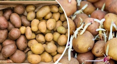 Як проростити картоплю для посадки: що працює краще - світло чи темрява