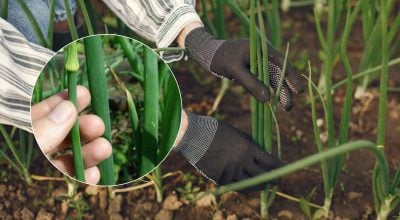 Цибуля точно не піде в стрілки: яким домашнім розчином її слід обробити