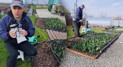 Як підживити тюльпани навесні? Як підживити тюльпани навесні?