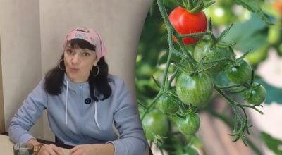 Томати без розсади - як отримати врожай просто з ґрунту