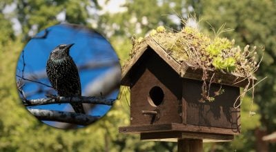 Як сказати "скворєшнік" українською: правильний варіант знають далеко не всі