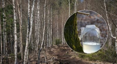 Як правильно збирати березовий сік: головні хитрощі, які варто знати усім