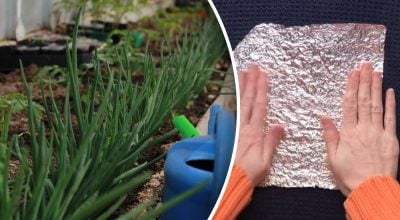 Як використовувати фольгу для боротьби зі шкідниками Як використовувати фольгу для боротьби зі шкідниками