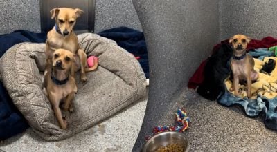 Історія собаки на ім'я Фінн зворушила тисячі користувачів TikTok