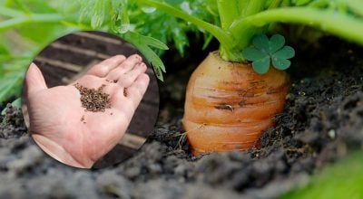 Проросте при будь-якій погоді: найкращі терміни для посіву моркви навесні