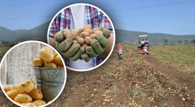 Догляд є, а картопля дрібна: експерт розповів, як змінити ситуацію