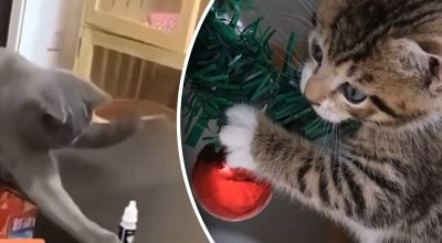 Чому кіт скидає речі зі столу: причина здивує навіть досвідчених господарів