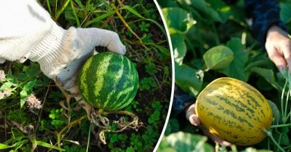 Що буде, якщо посадити дині та кавуни поруч: 3 причини зробити це в 2026 році