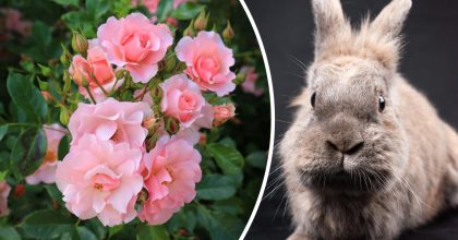 Китайский гороскоп на сегодня 4 марта: Кроликам - бунт, Козлам - споры